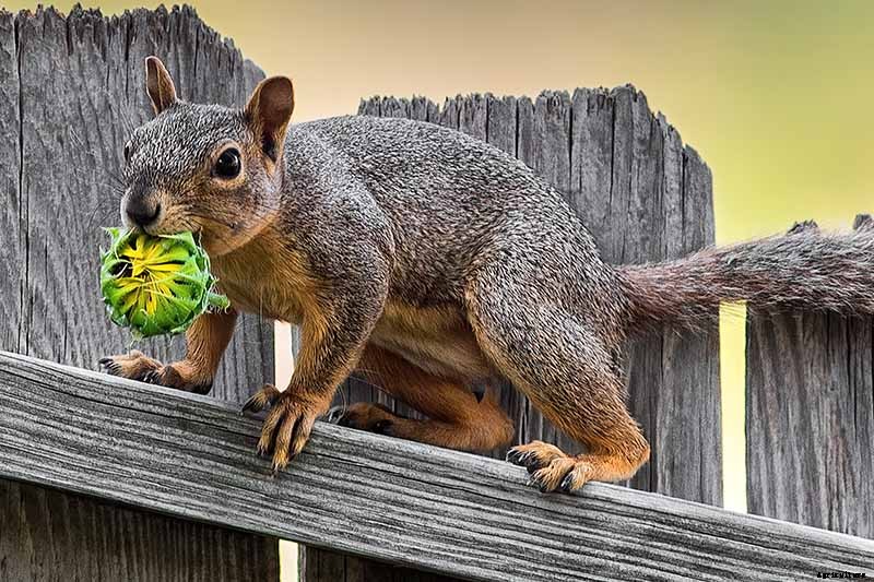 How to Protect Sunflowers from Birds and Squirrels