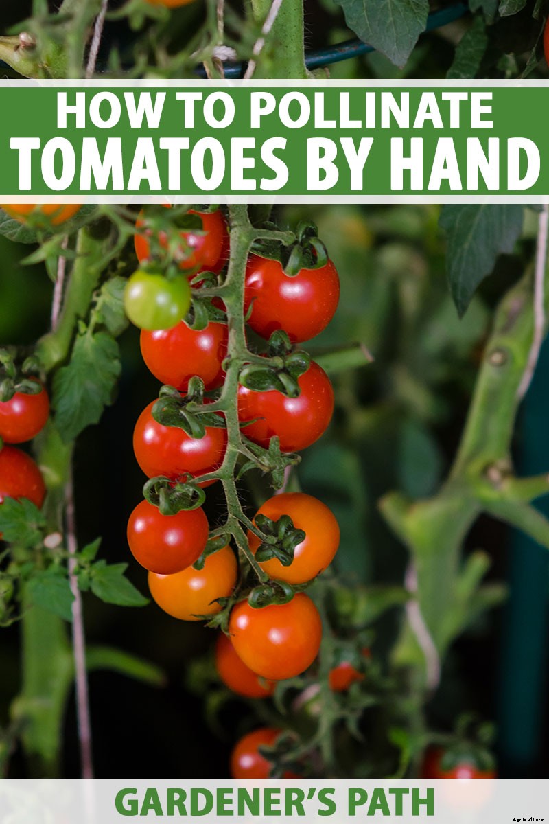 4 Easy Ways to Hand-Pollinate Tomatoes