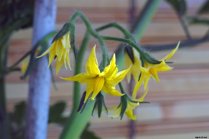 4 Easy Ways to Hand-Pollinate Tomatoes