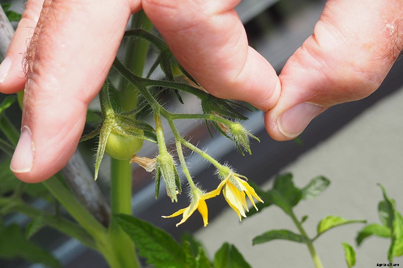 4 Easy Ways to Hand-Pollinate Tomatoes