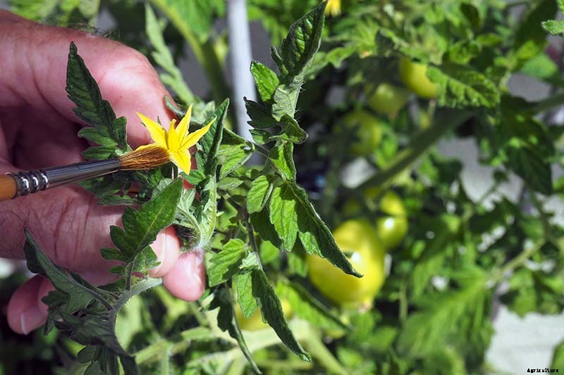 4 Easy Ways to Hand-Pollinate Tomatoes