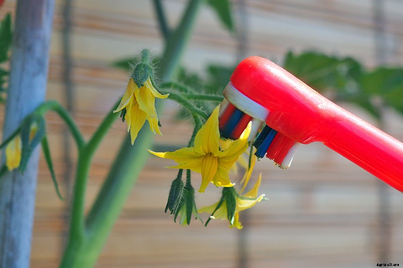 4 Easy Ways to Hand-Pollinate Tomatoes