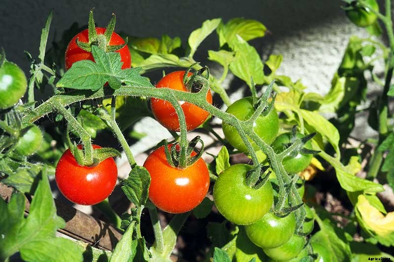4 Easy Ways to Hand-Pollinate Tomatoes