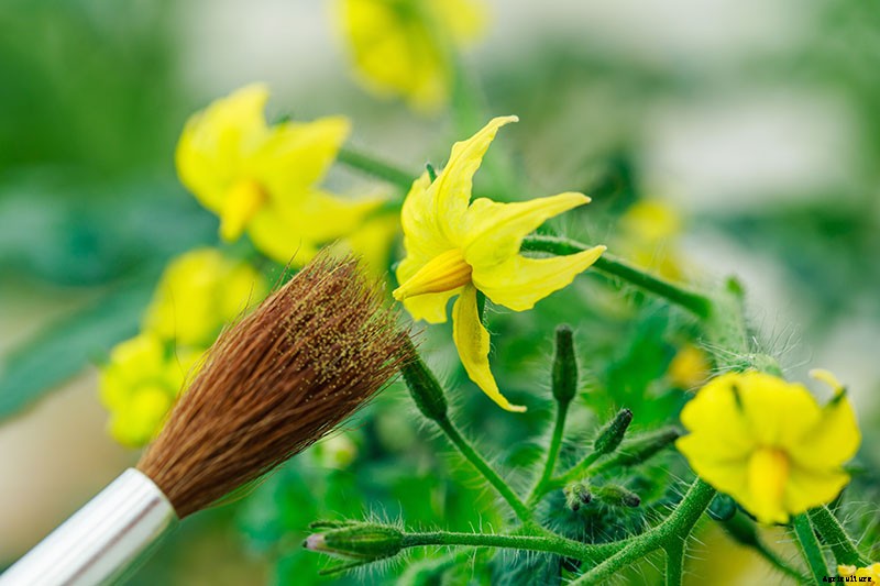 4 Easy Ways to Hand-Pollinate Tomatoes