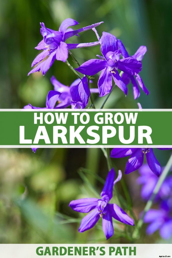 How to Grow and Care for Lovely Larkspur