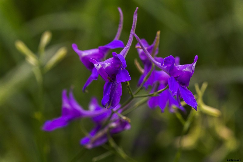 How to Grow and Care for Lovely Larkspur