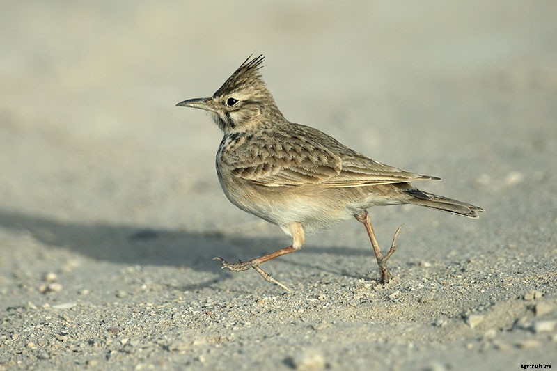 How to Grow and Care for Lovely Larkspur