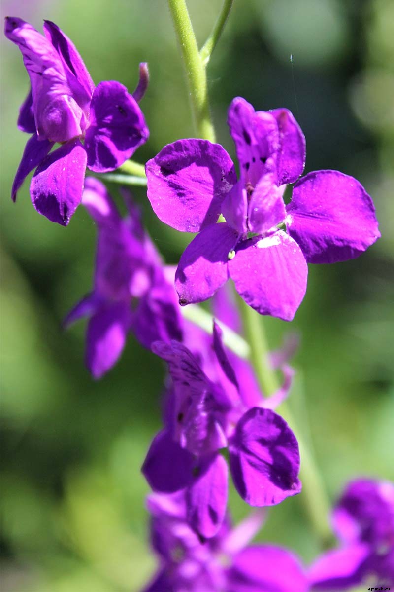 How to Grow and Care for Lovely Larkspur