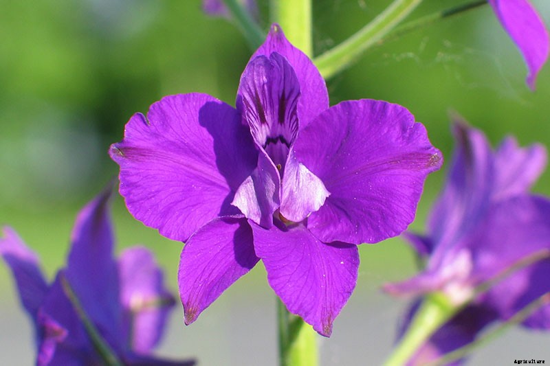 How to Grow and Care for Lovely Larkspur
