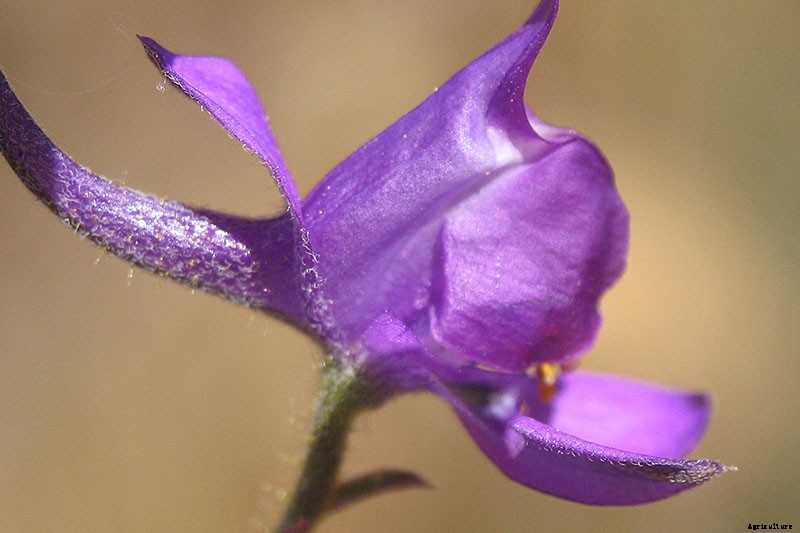 How to Grow and Care for Lovely Larkspur