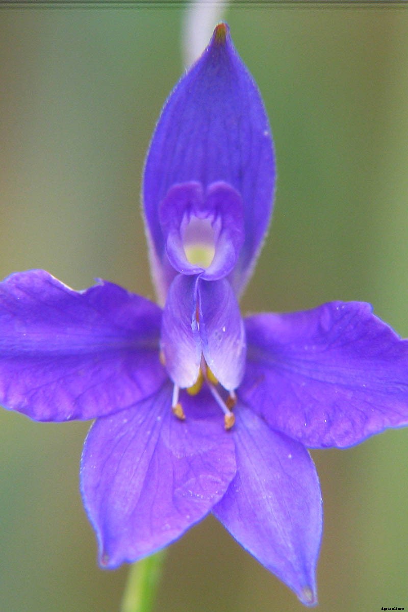 How to Grow and Care for Lovely Larkspur