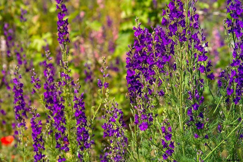 How to Grow and Care for Lovely Larkspur