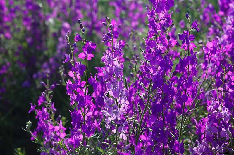How to Grow and Care for Lovely Larkspur