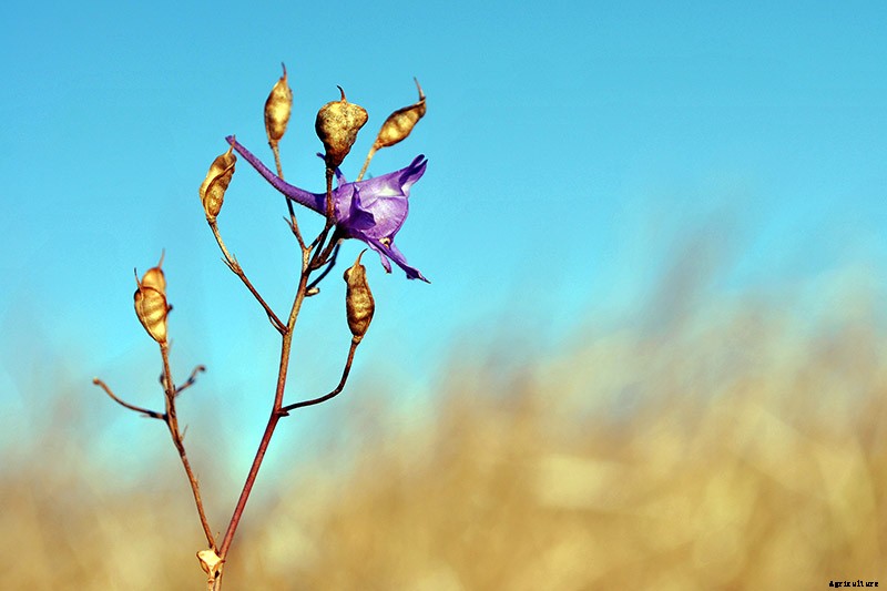 How to Grow and Care for Lovely Larkspur