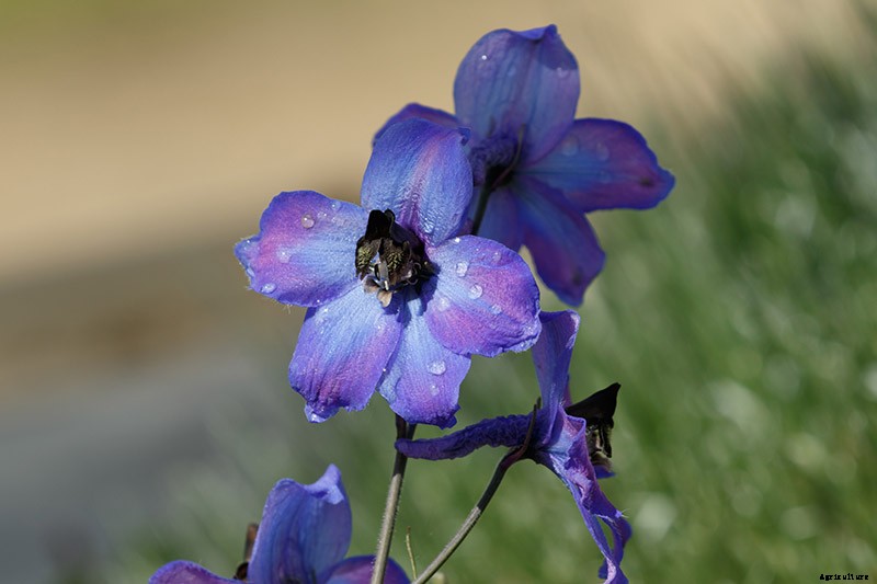 How to Grow and Care for Lovely Larkspur