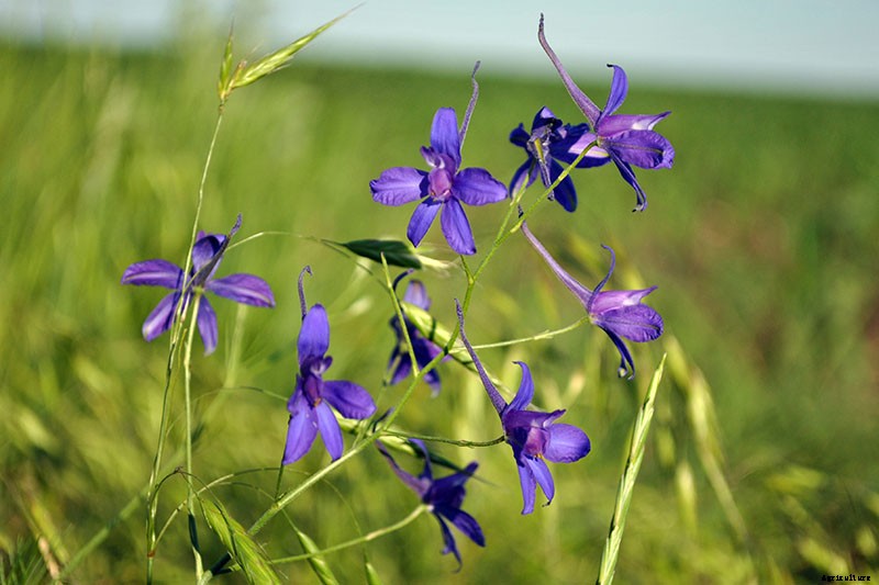 How to Grow and Care for Lovely Larkspur