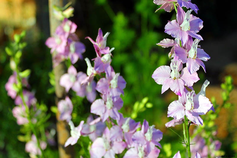 How to Grow and Care for Lovely Larkspur