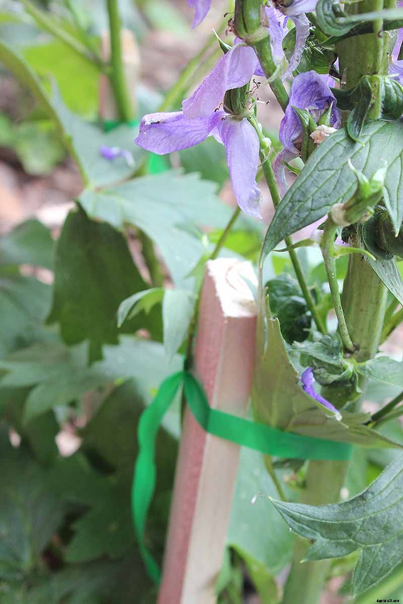 How to Grow and Care for Lovely Larkspur