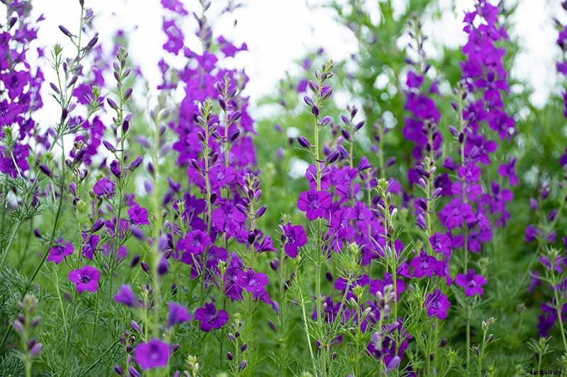 How to Grow and Care for Lovely Larkspur