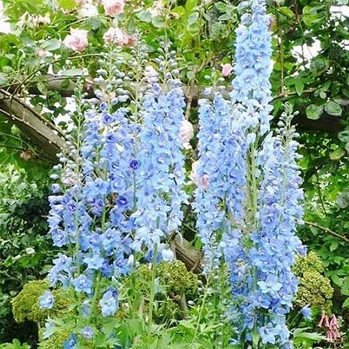 How to Grow and Care for Lovely Larkspur