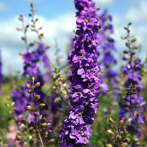 How to Grow and Care for Lovely Larkspur