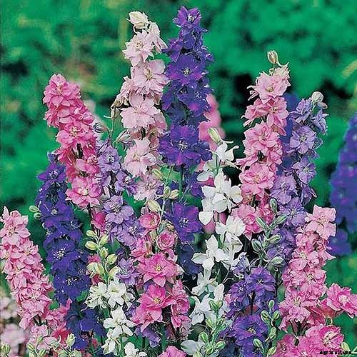 How to Grow and Care for Lovely Larkspur