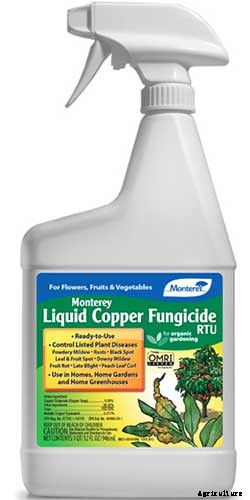 How to Grow and Care for Lovely Larkspur