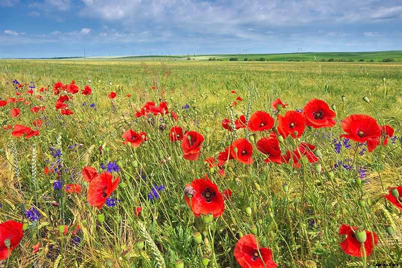 How to Grow and Care for Lovely Larkspur
