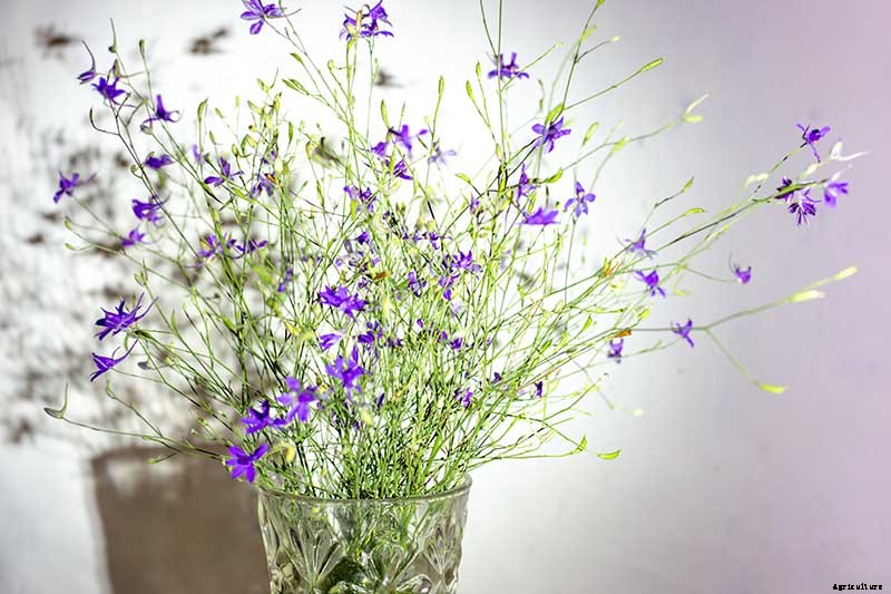 How to Grow and Care for Lovely Larkspur