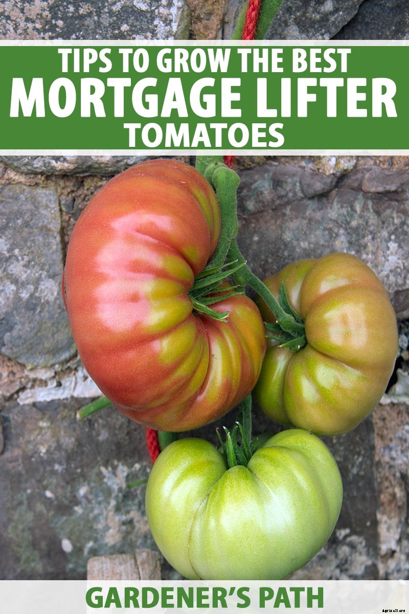 How to Grow ‘Mortgage Lifter’ Tomatoes