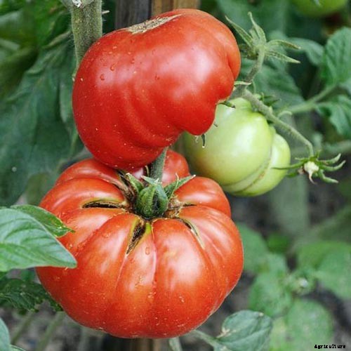 How to Grow ‘Mortgage Lifter’ Tomatoes