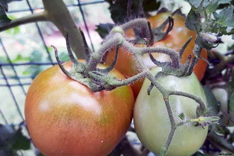 How to Grow ‘Mortgage Lifter’ Tomatoes