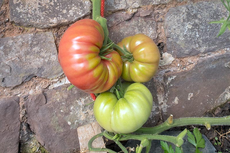 How to Grow ‘Mortgage Lifter’ Tomatoes