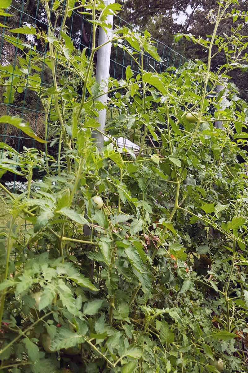 How to Grow ‘Mortgage Lifter’ Tomatoes