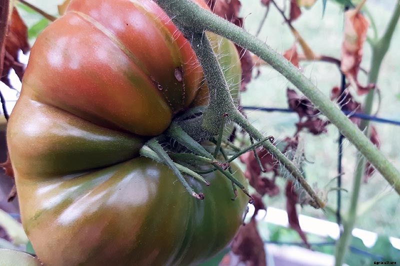 How to Grow ‘Mortgage Lifter’ Tomatoes