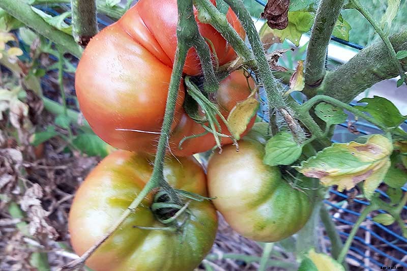 How to Grow ‘Mortgage Lifter’ Tomatoes