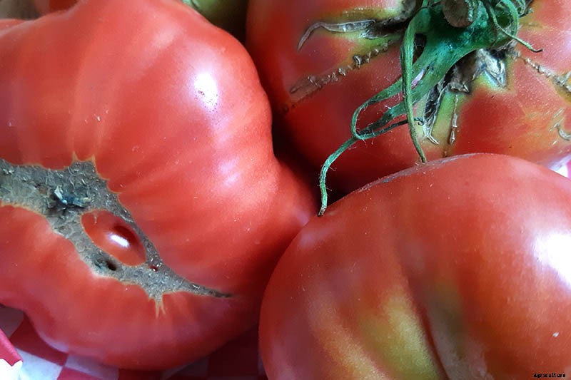 How to Grow ‘Mortgage Lifter’ Tomatoes
