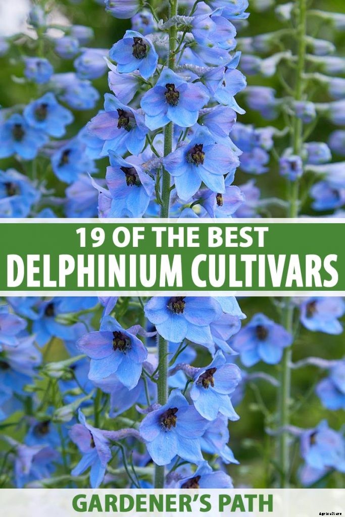 19 Dazzling Delphiniums for Your Flower Beds