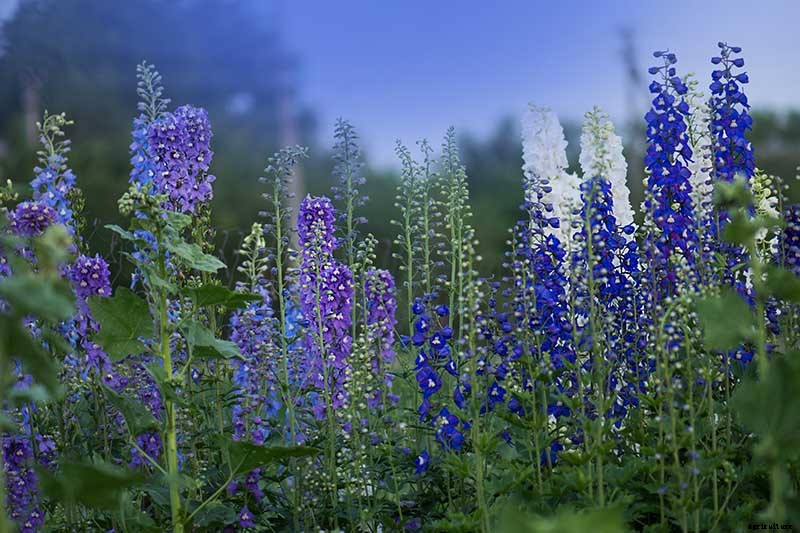19 Dazzling Delphiniums for Your Flower Beds