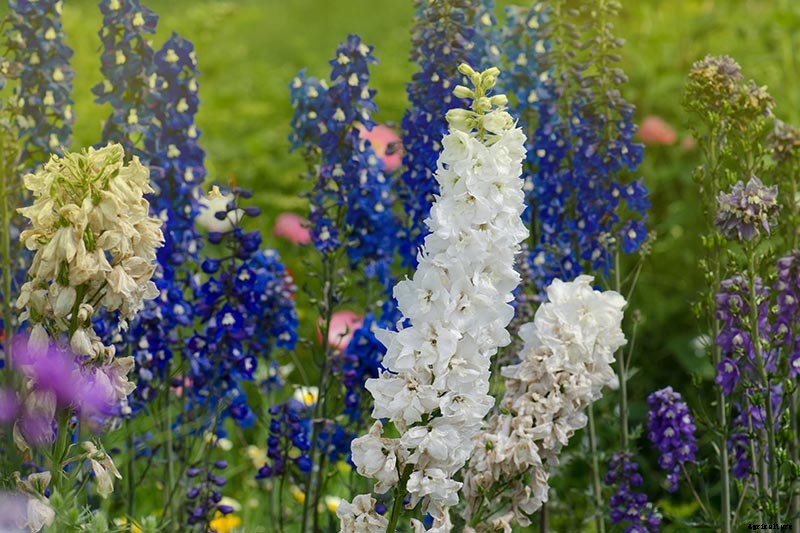 19 Dazzling Delphiniums for Your Flower Beds