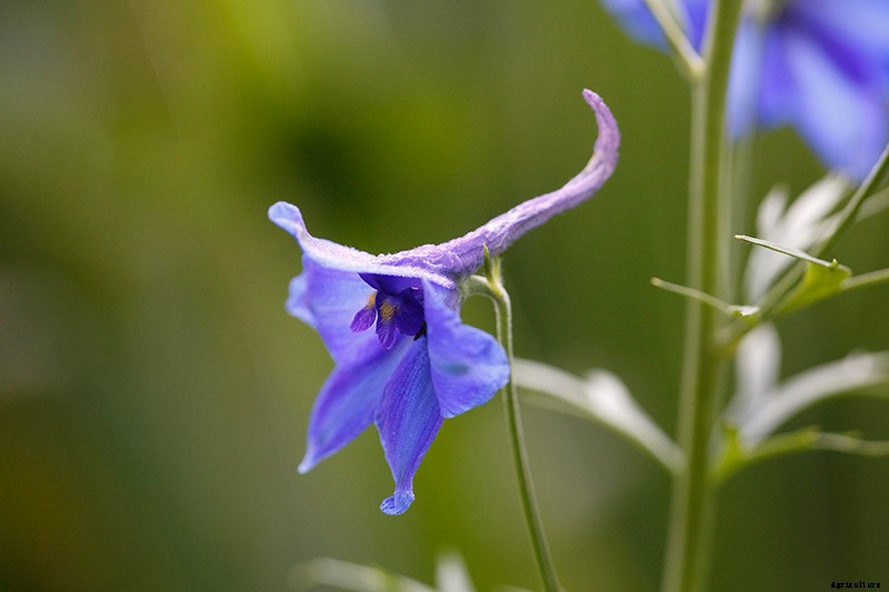 19 Dazzling Delphiniums for Your Flower Beds