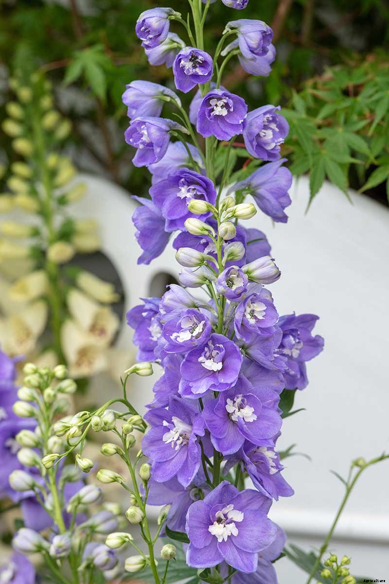 19 Dazzling Delphiniums for Your Flower Beds