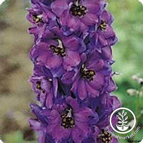 19 Dazzling Delphiniums for Your Flower Beds