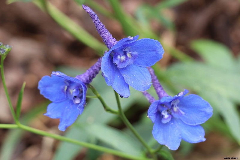 19 Dazzling Delphiniums for Your Flower Beds