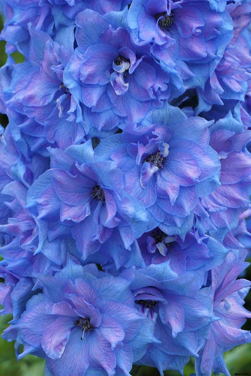 19 Dazzling Delphiniums for Your Flower Beds
