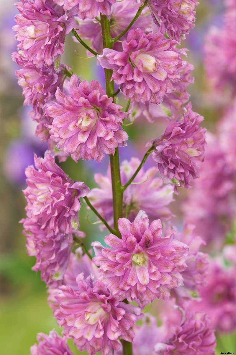 19 Dazzling Delphiniums for Your Flower Beds
