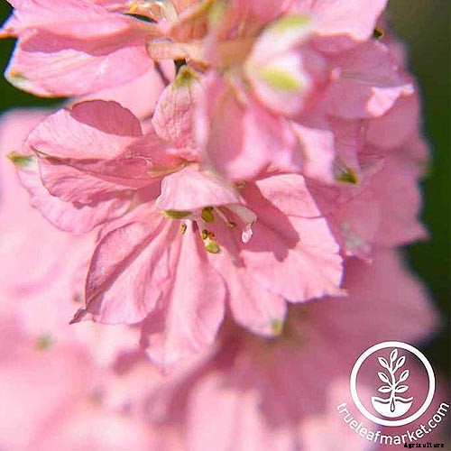19 Dazzling Delphiniums for Your Flower Beds