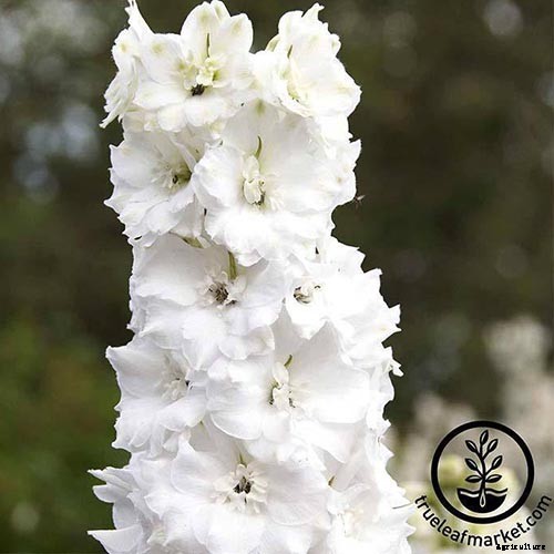 19 Dazzling Delphiniums for Your Flower Beds