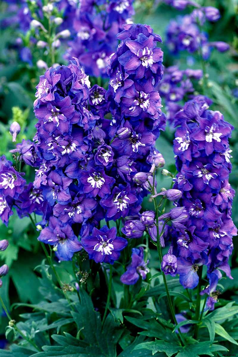 19 Dazzling Delphiniums for Your Flower Beds