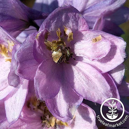 19 Dazzling Delphiniums for Your Flower Beds